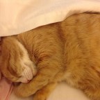 Proper Introductions: the Kagan Kats